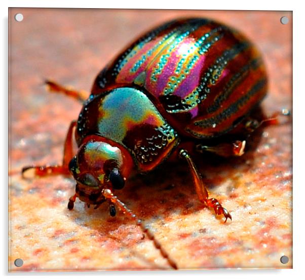  little beetle Acrylic by sue davies