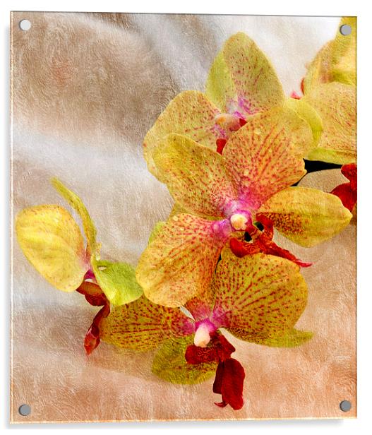  orhid Acrylic by sue davies