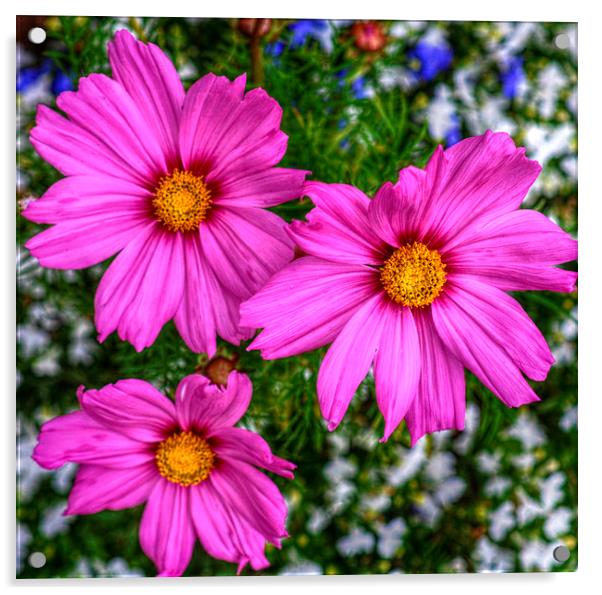  pretty pink flowers Acrylic by sue davies