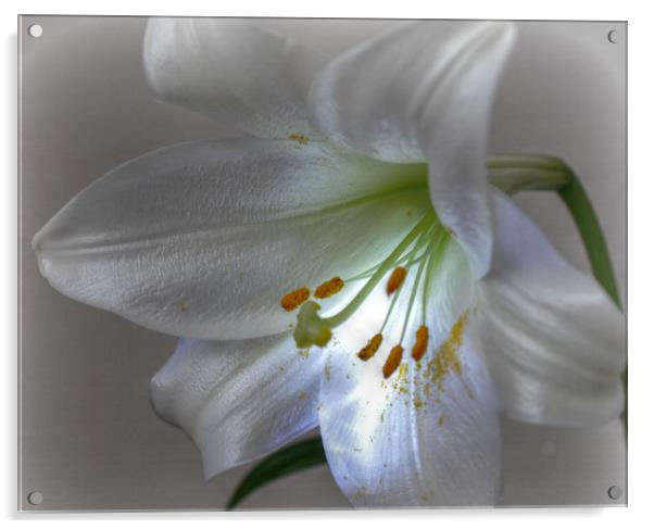 lovely lily Acrylic by sue davies