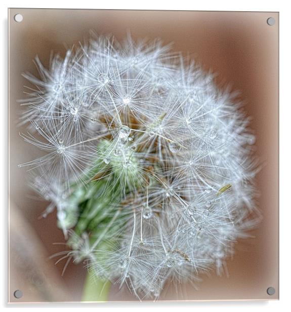 dandelion seedheads Acrylic by sue davies