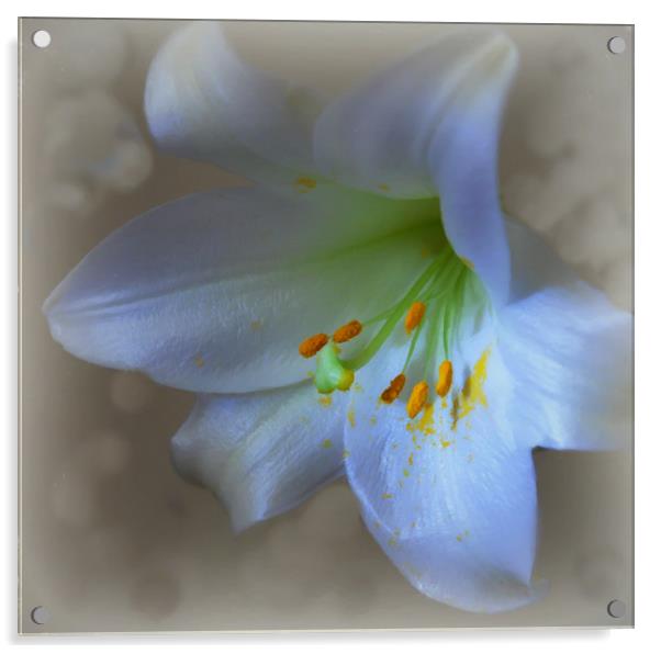lovely lily Acrylic by sue davies