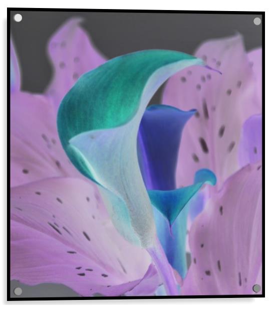 calla lilies  Acrylic by sue davies