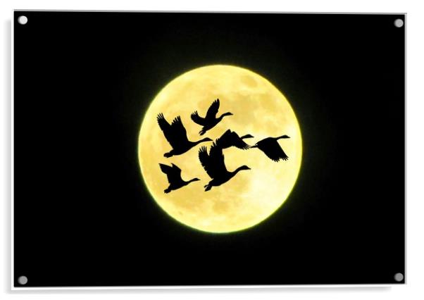 moon flight Acrylic by sue davies