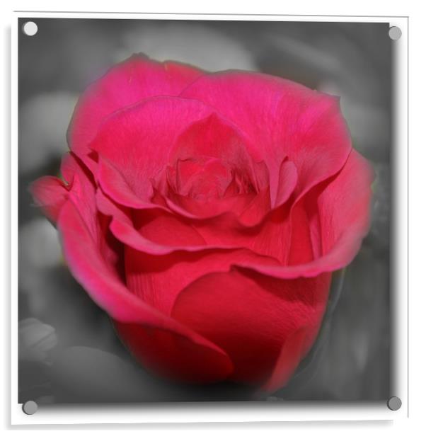 beautiful red rose Acrylic by sue davies