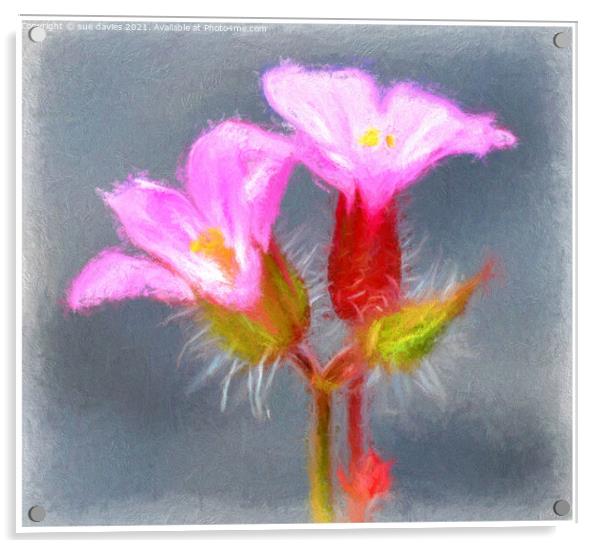 Plant flower Acrylic by sue davies