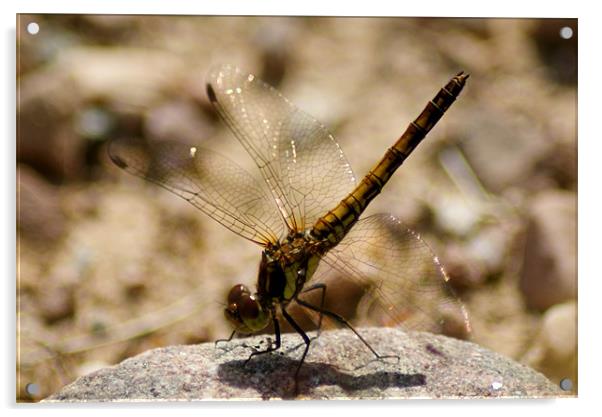 Dragonfly Acrylic by Gail Surplice