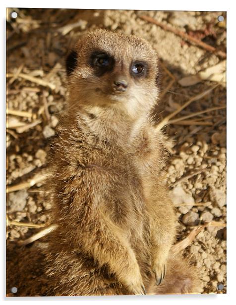 Hello from meerkat Acrylic by Gail Surplice