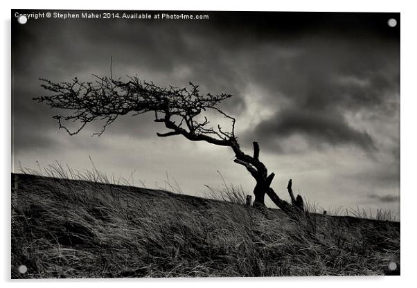 Storm Tree on Skye Acrylic by Stephen Maher