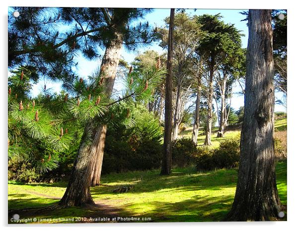 NA Pine Copse Acrylic by james richmond