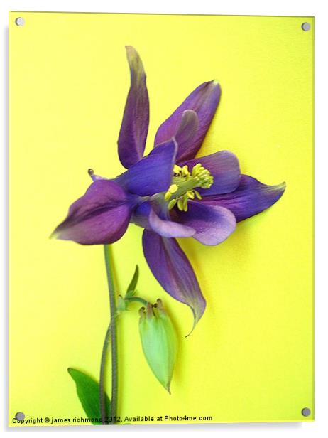 Violet/blue Columbine Acrylic by james richmond