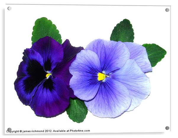 Pale and Dark Blue Pansies Acrylic by james richmond