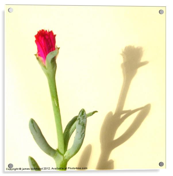 Cactus Flower- 1 Acrylic by james richmond