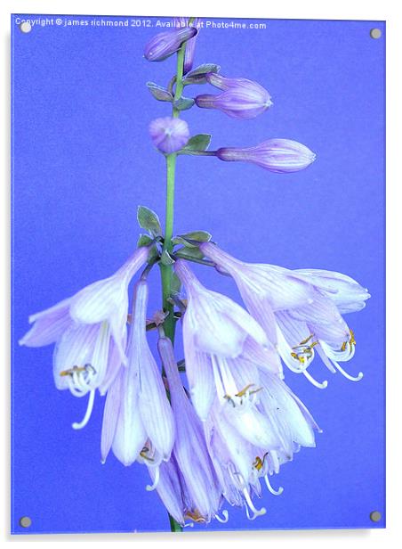 Plantain Lily - Hosta Acrylic by james richmond