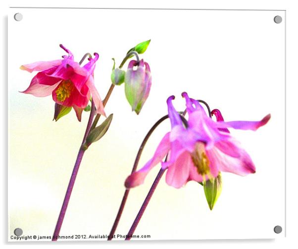Columbine Flowers Acrylic by james richmond