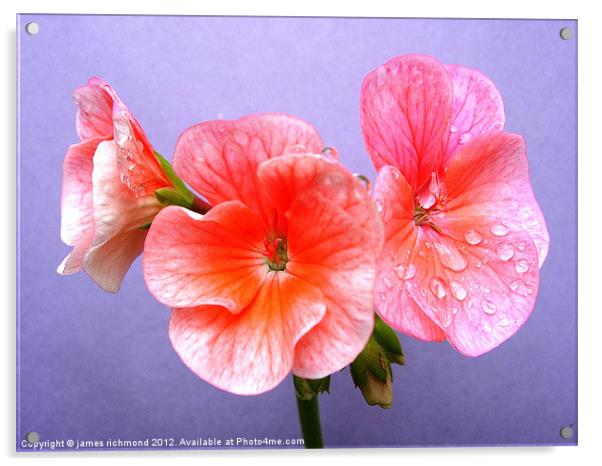 Raindrops and Geranium Flowers - 2 Acrylic by james richmond