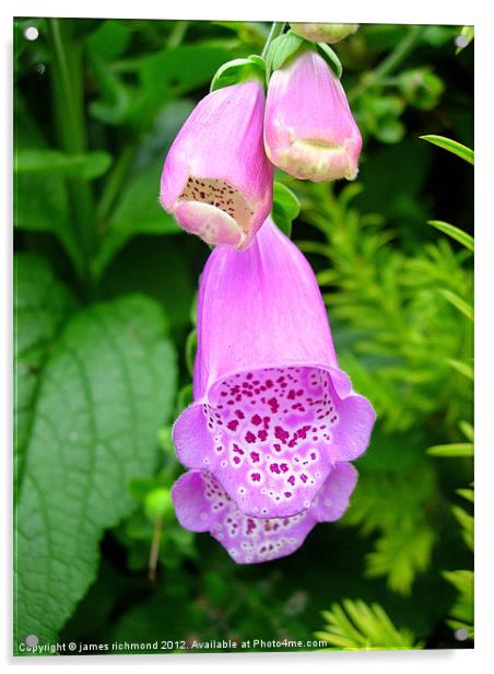 Foxglove - Digitalis Acrylic by james richmond