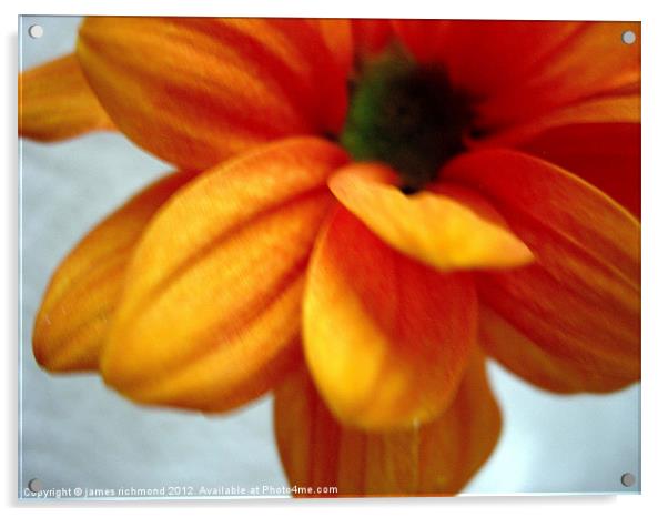 Orange Chrysanthemum - 1 Acrylic by james richmond