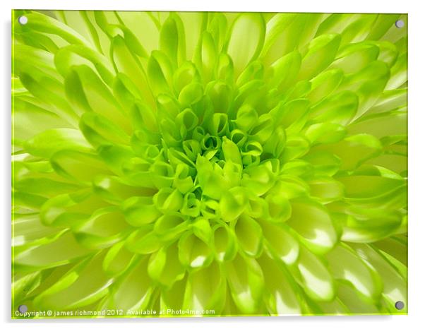 Green Chrysanthemum Acrylic by james richmond