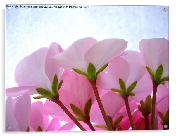 Geranium Flower Side View Acrylic by james richmond