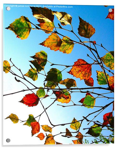Autumn Leaves - 2 Acrylic by james richmond