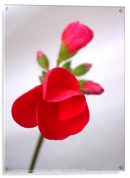 Red Geranium Flower - 1 Acrylic by james richmond