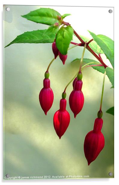 Fuchsia Acrylic by james richmond