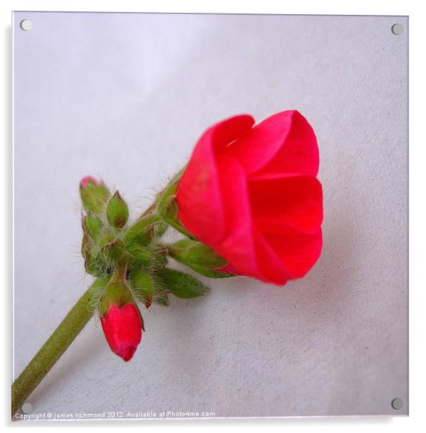 Single Red Geranium Acrylic by james richmond