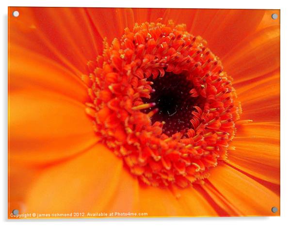 Gerbera Daisy - Orange Acrylic by james richmond