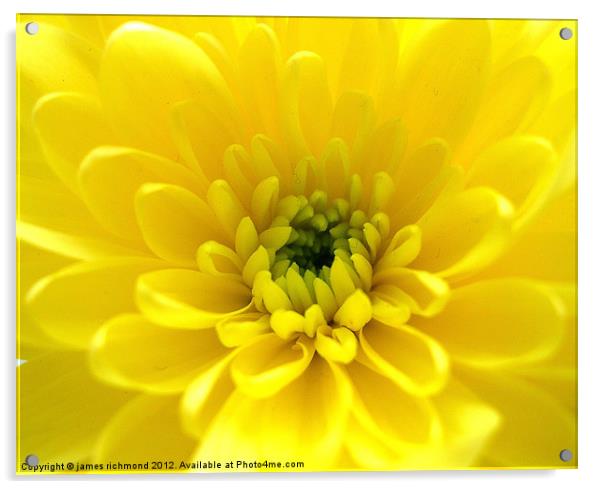 Yellow Chrysant Acrylic by james richmond