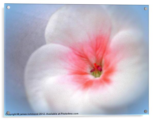 White Flower Acrylic by james richmond