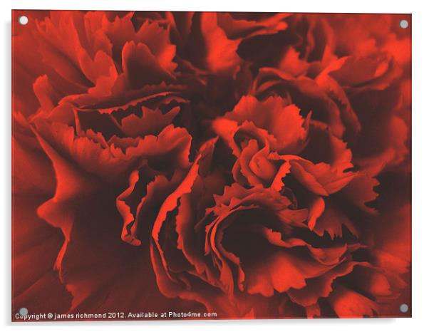 Red Ruffle - Carnation Acrylic by james richmond