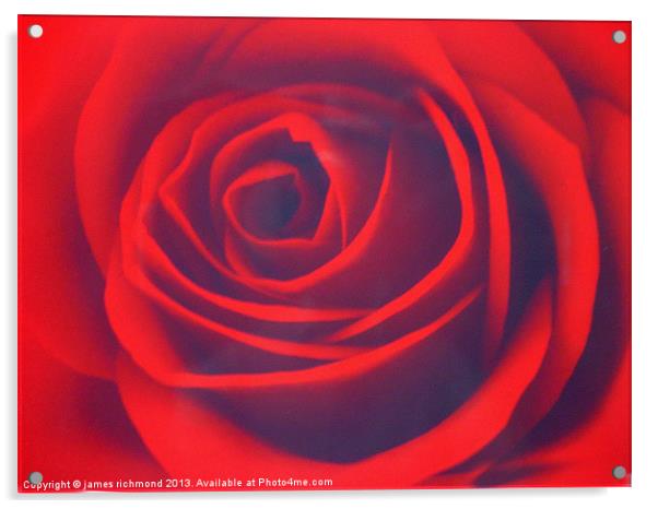 Scarlet Rose Acrylic by james richmond