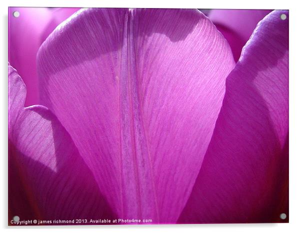 Tulip Petals Acrylic by james richmond