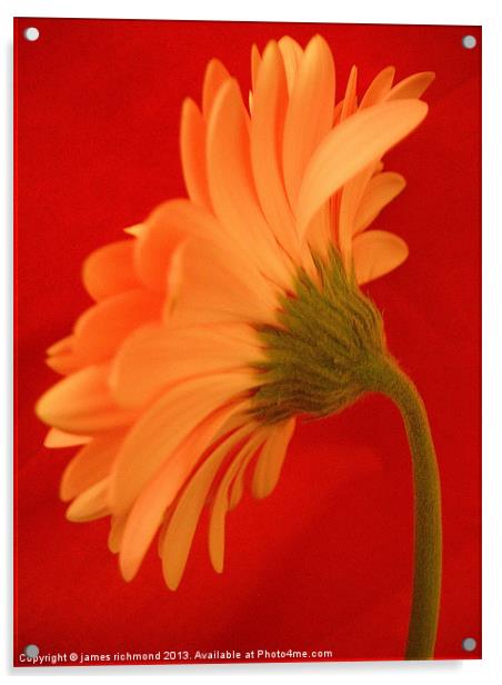 Orange Gerbera Acrylic by james richmond
