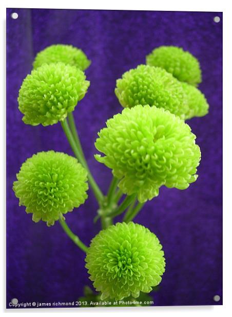 Chrysanthemum Green Button Pompons Acrylic by james richmond