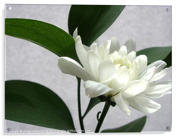 White Flower with Leaf Acrylic by james richmond