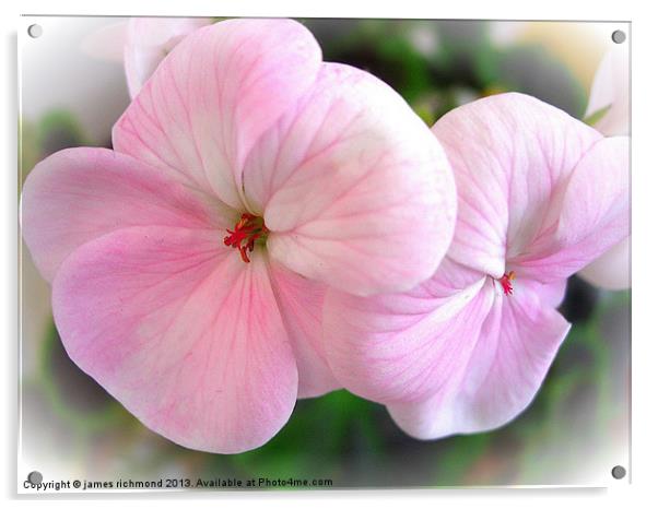 Pink Geranium Acrylic by james richmond