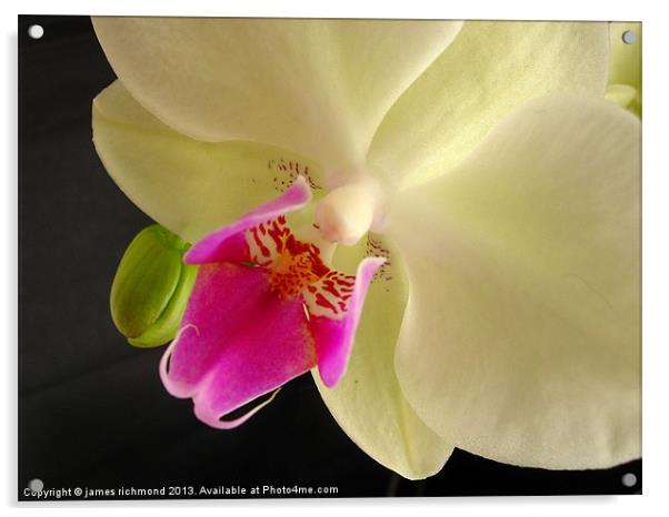 Orchid Flower Acrylic by james richmond