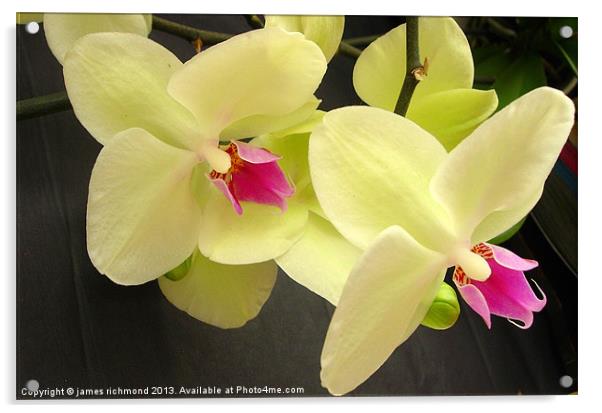 Orchid Duo Acrylic by james richmond