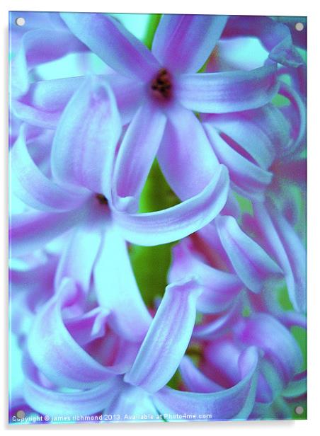Blue Hyacinth Acrylic by james richmond