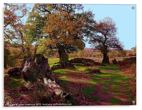 Oaks in Autumn Acrylic by james richmond