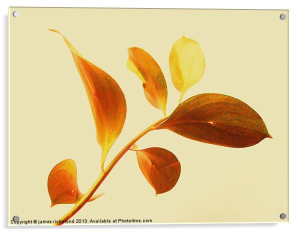 Leaf Study - 2 Acrylic by james richmond
