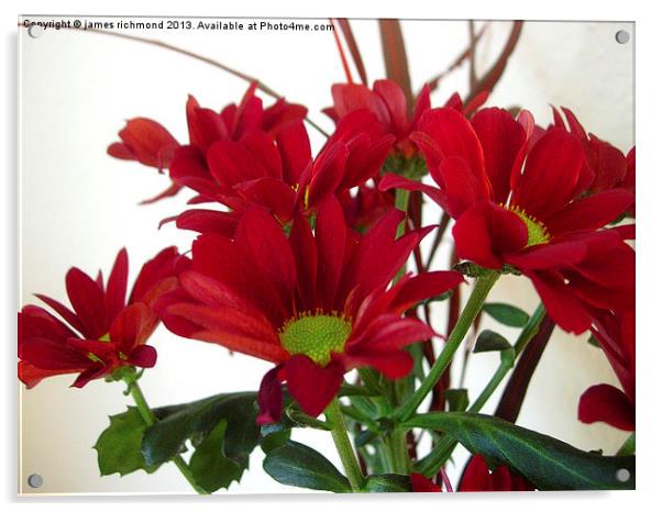 Red Chrysanthemums Acrylic by james richmond