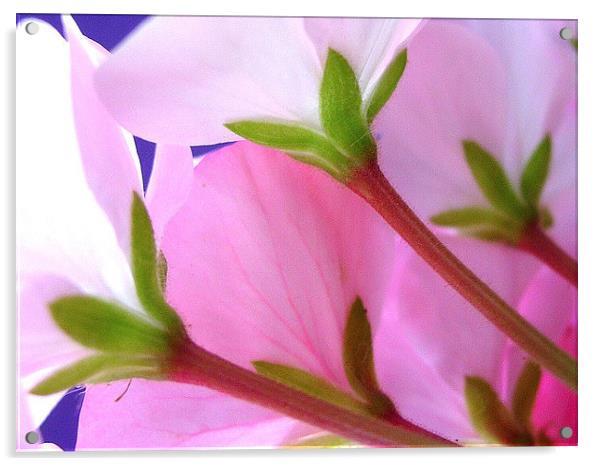 Petals Acrylic by james richmond