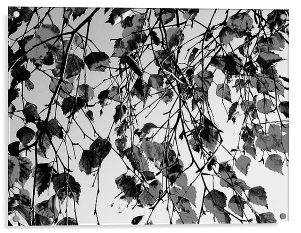 Grey Leaves Acrylic by james richmond