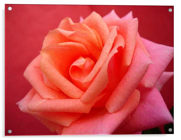 Pink Rose Acrylic by james richmond