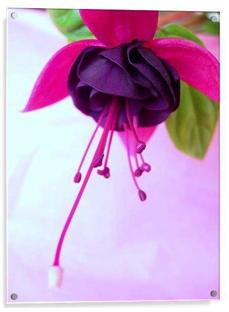 Fuchsia Flower Acrylic by james richmond