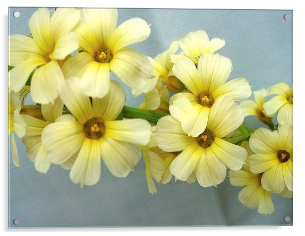 Yellow Flowers Acrylic by james richmond