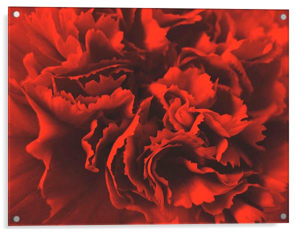 Red Carnation Acrylic by james richmond